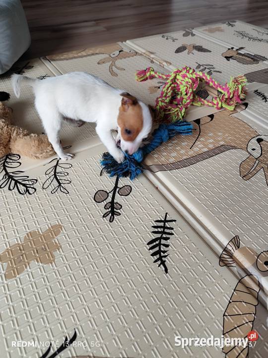 Jack Russell Terrier gładkowłose Poddębice
