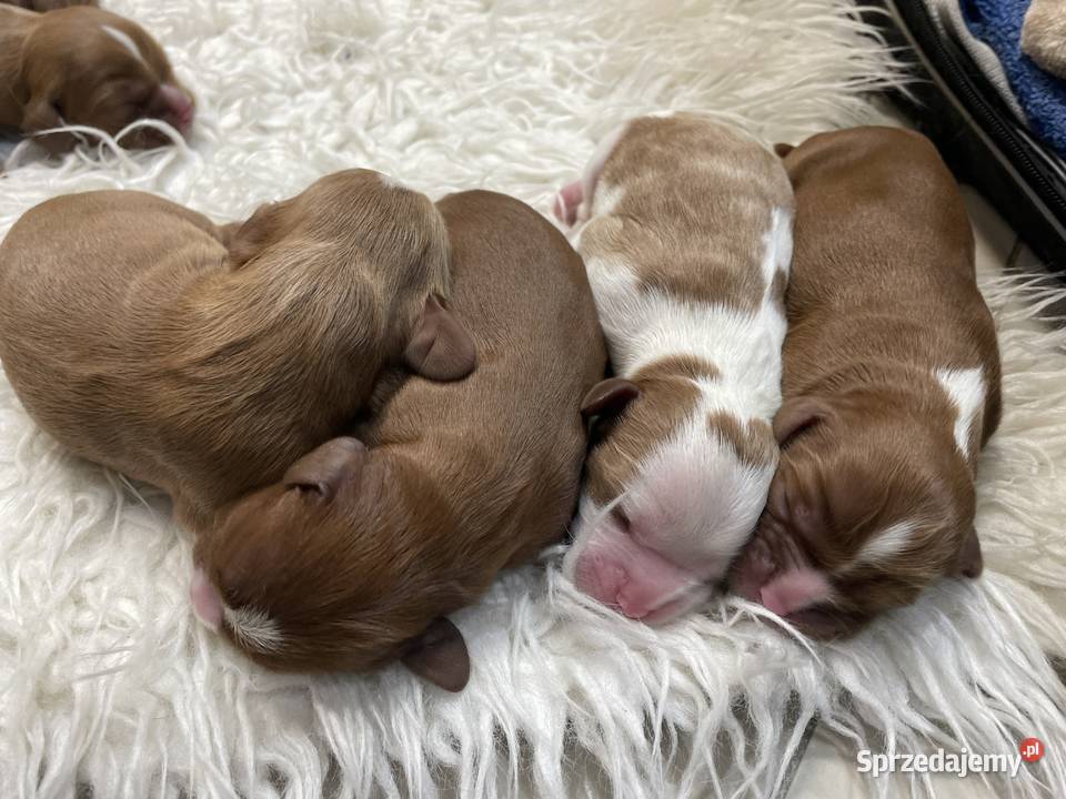 Cavalieki małe szukają domu pełnego miłości Cavalier King Charles Spaniel Płock