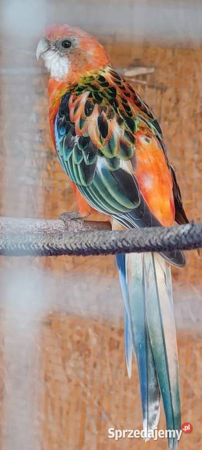 Rozella Białolica Krupia Wólka