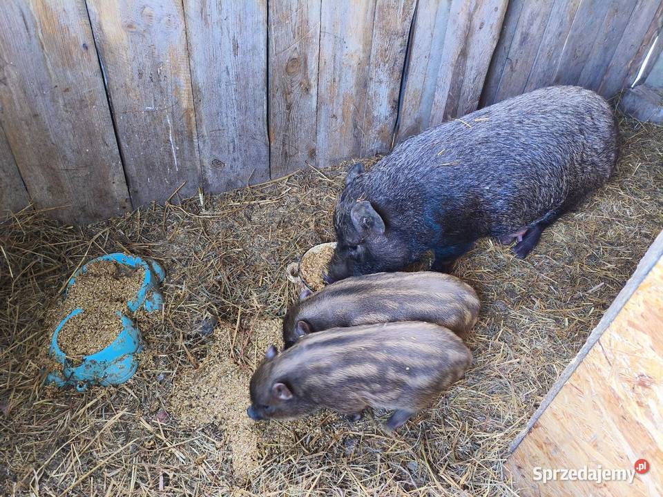Sprzedam Świnki Wietnamki Łazy