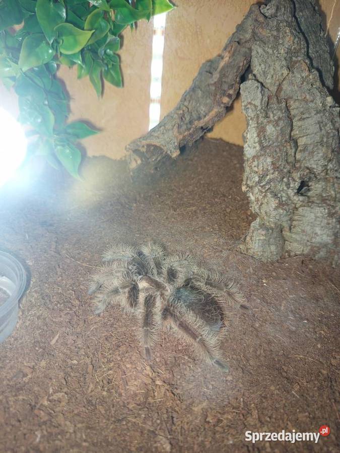 Kolekcja ptaszników Chomęcice