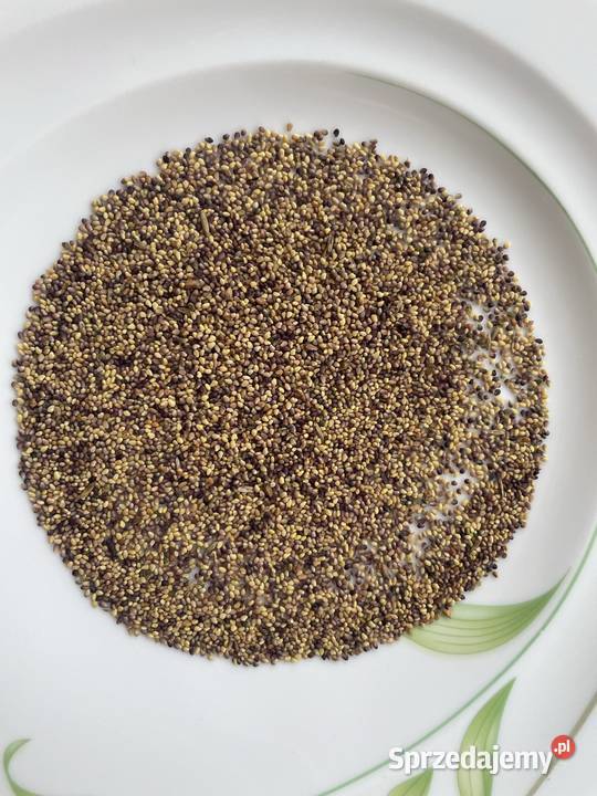 Koniczyna czerwona ekologiczna Wojszki