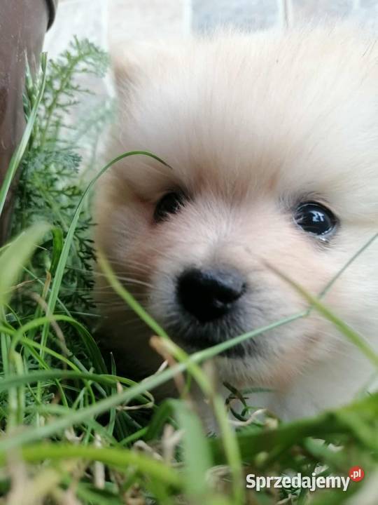 Szpic miniaturowy pomeranian łódzkie