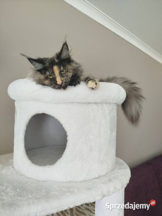 Kotka Hailey Maine Coon kujawsko-pomorskie
