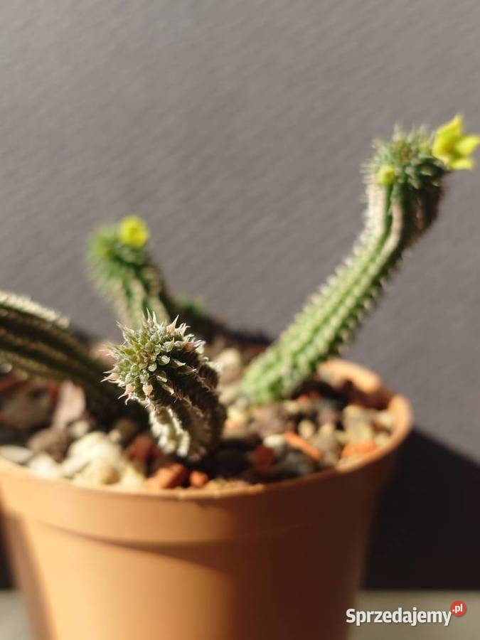 Echidnopsis chrysantha sukulent miniatura Warszawa