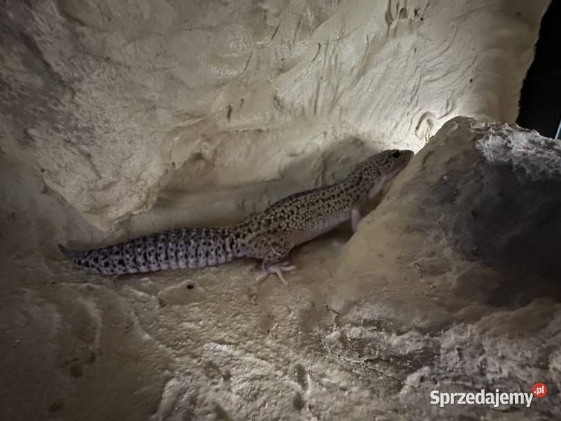 Sprzedam gekona lamparciego z terrarium Myszków