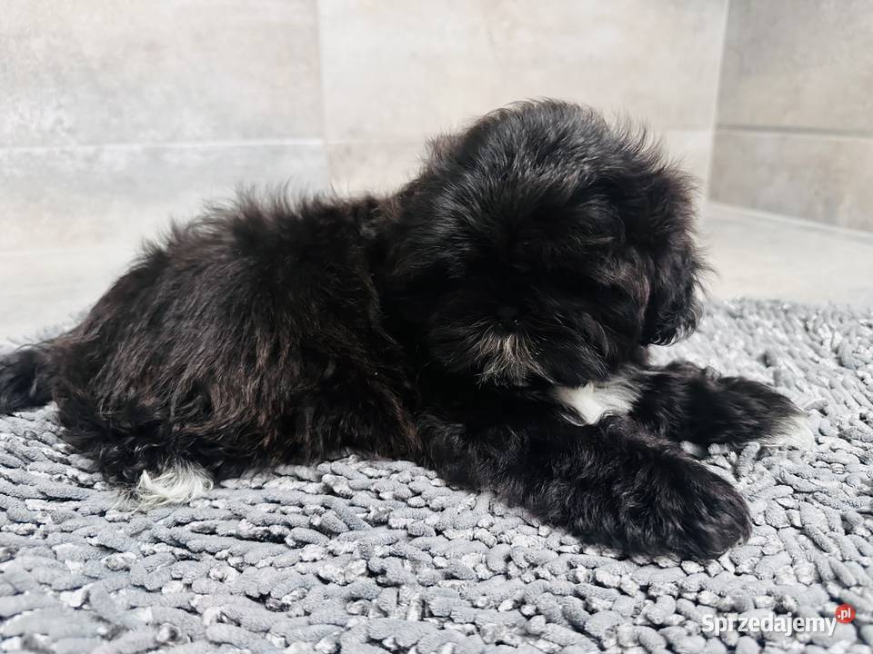 Shih Tzu czarna suczka Mamba Kościelec sprzedam