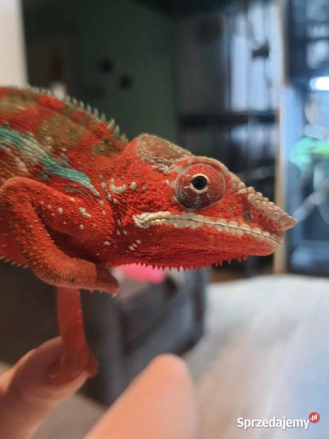 kameleon lamparci ambilobe red bar