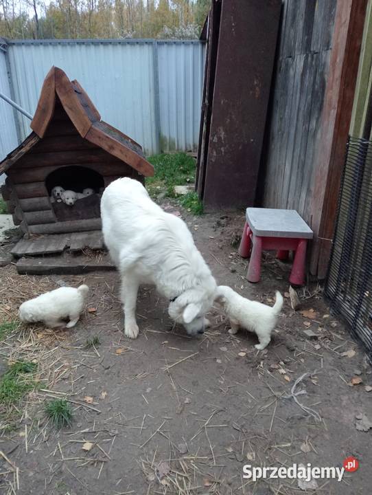 Szczenięta owczarka podhalanskiego świętokrzyskie Łączna