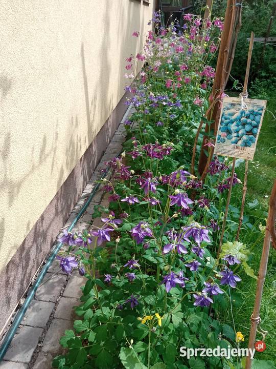 Orliki sadzonki kwiaty ogrodowe byliny małopolskie Nowy Sącz