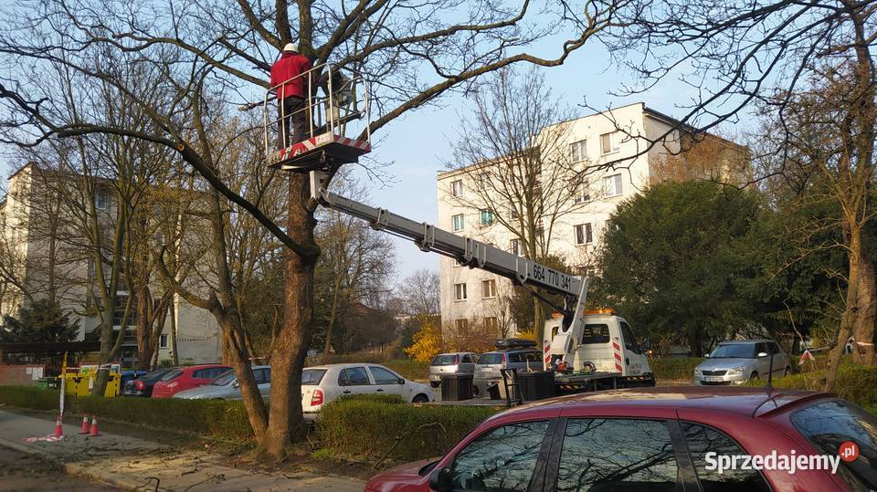 Wycinka pielęgnacja drzew ściąganie jemioły Wrocław usługi budowlane