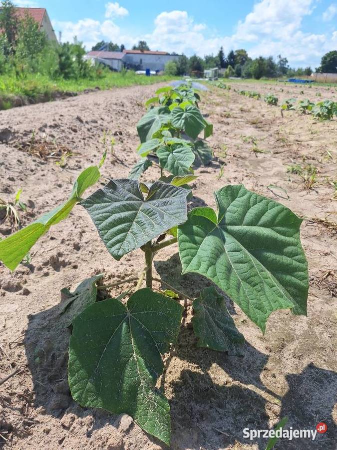 Paulownia Shan Tong w doniczkach p9 I korzeń