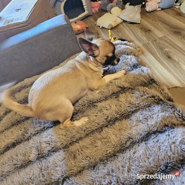 Chihuahua Exclusiv Piękny Mądry Jedyny taki Zwierzęta zachodniopomorskie Kołobrzeg