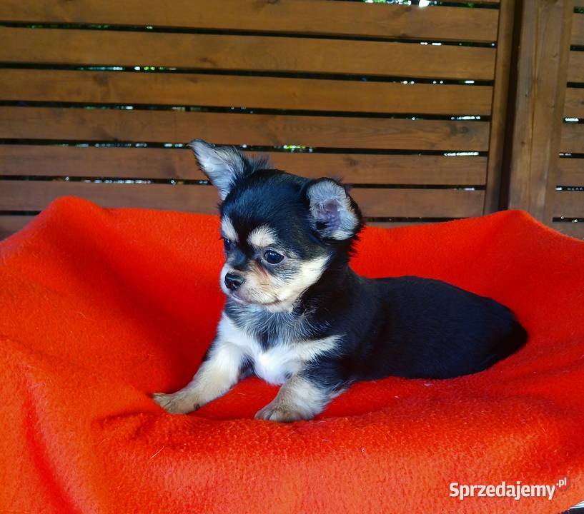 Piękny piesek chihuahua