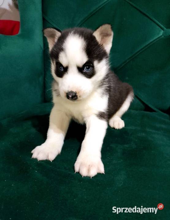 Syberian Husky wielkopolskie
