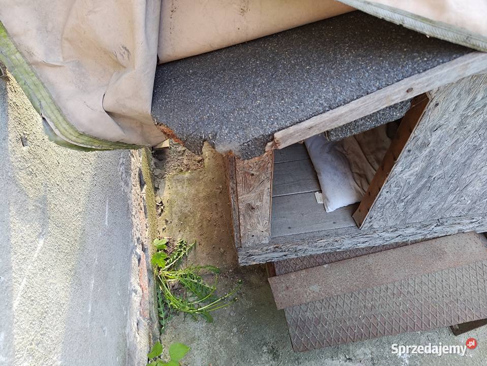 buda psa Żagań