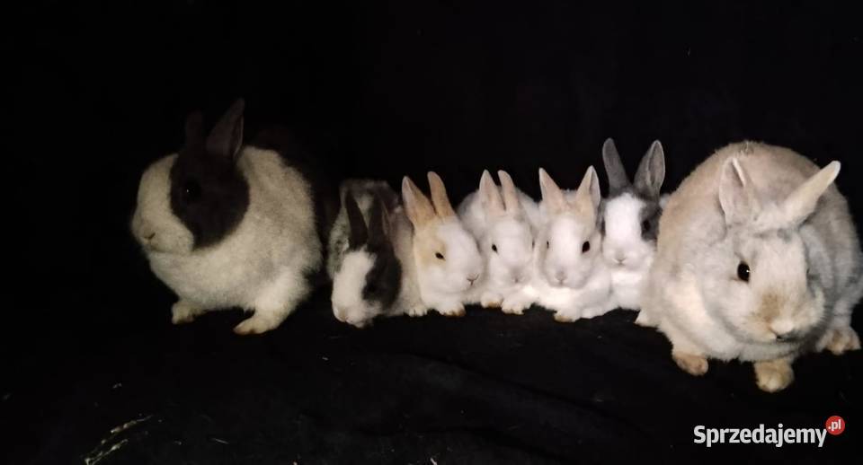 Sprzedam króliczki każełki mini tedi Zwierzewo