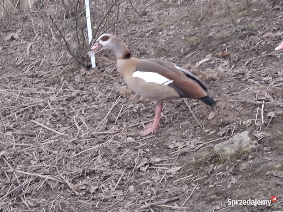Gęsi Nilowe Ptaki małopolskie