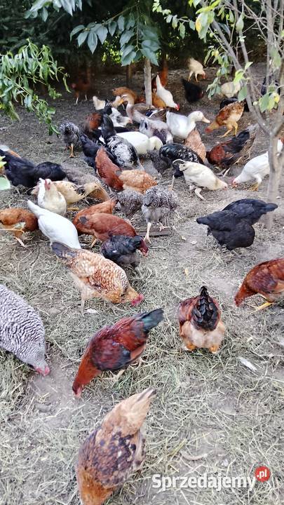 Sprzedam kury i koguty wszystkie razem jest ich Sadkowo