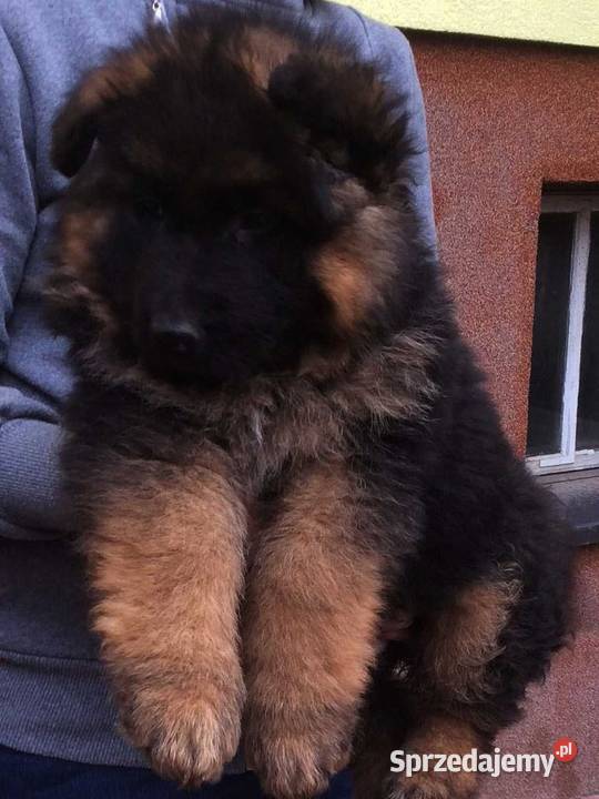 Owczarek niemiecki długowłosy potężny szczeniak Klimontów
