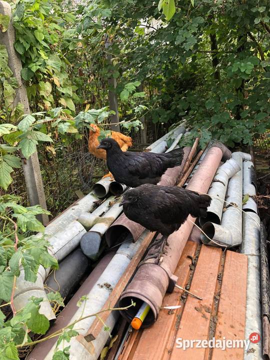 Kury i koguty Ayam Cemani koguty Vorwerk Sędziszów Małopolski