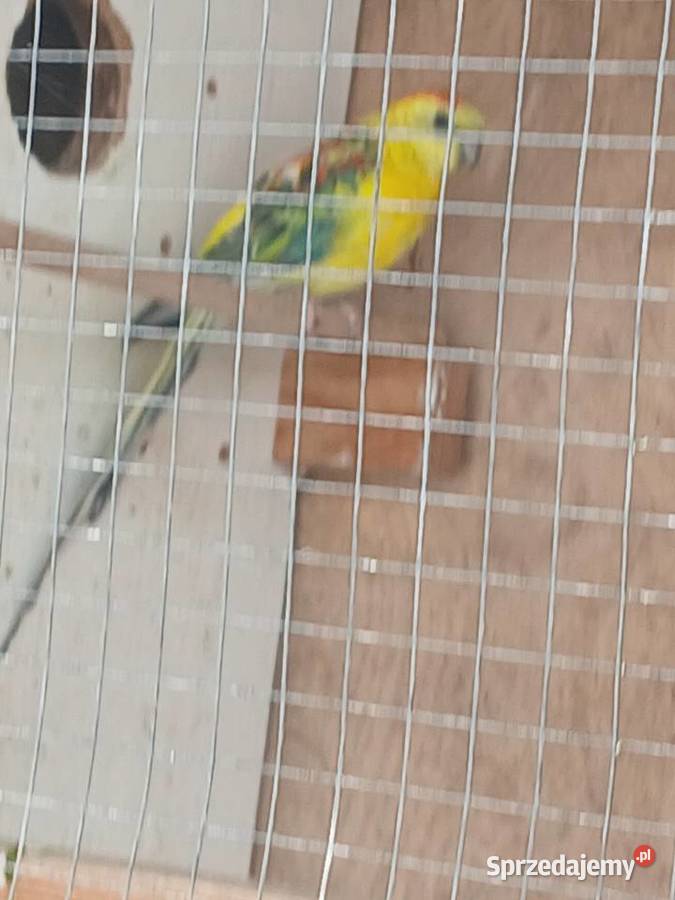 Sprzedam zamienię Ciborowice