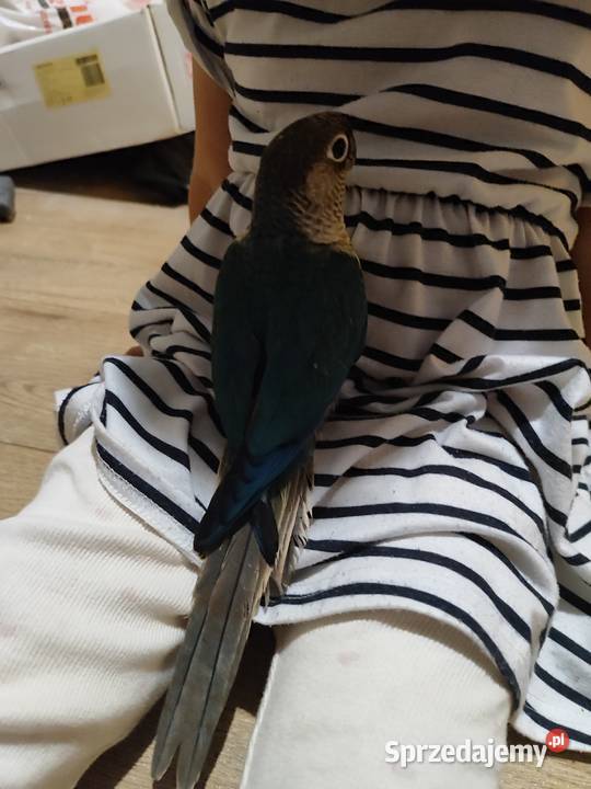 Papugi ręcznie karmione Kraków