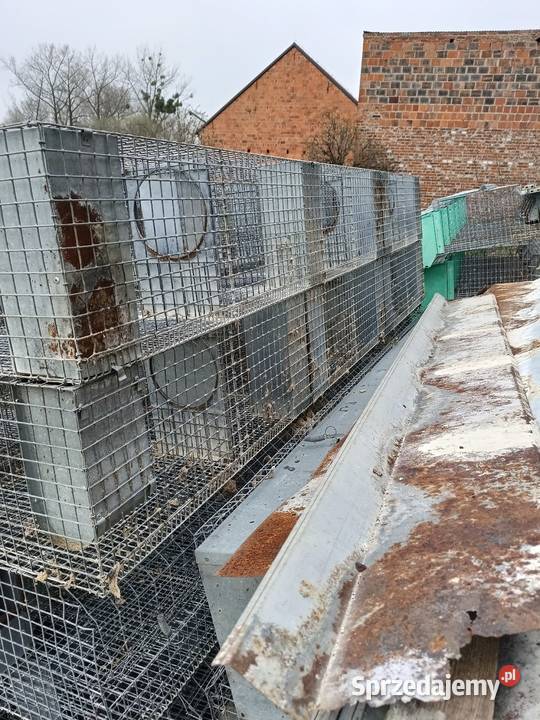 Klatki królików wielkopolskie Koźmin Wielkopolski