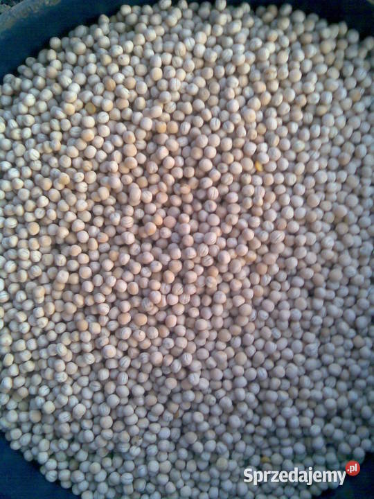 sprzedam groch Opatów sprzedam