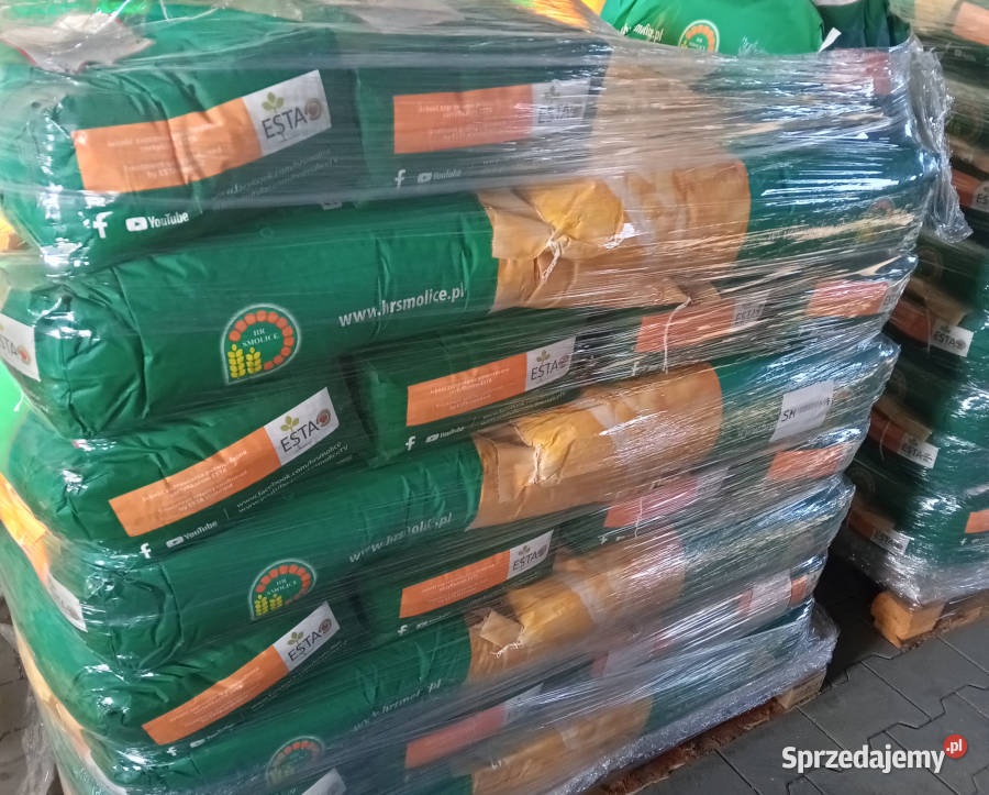 Materiał siewny kukurydza SM Boryna FAO 250 Darłowo