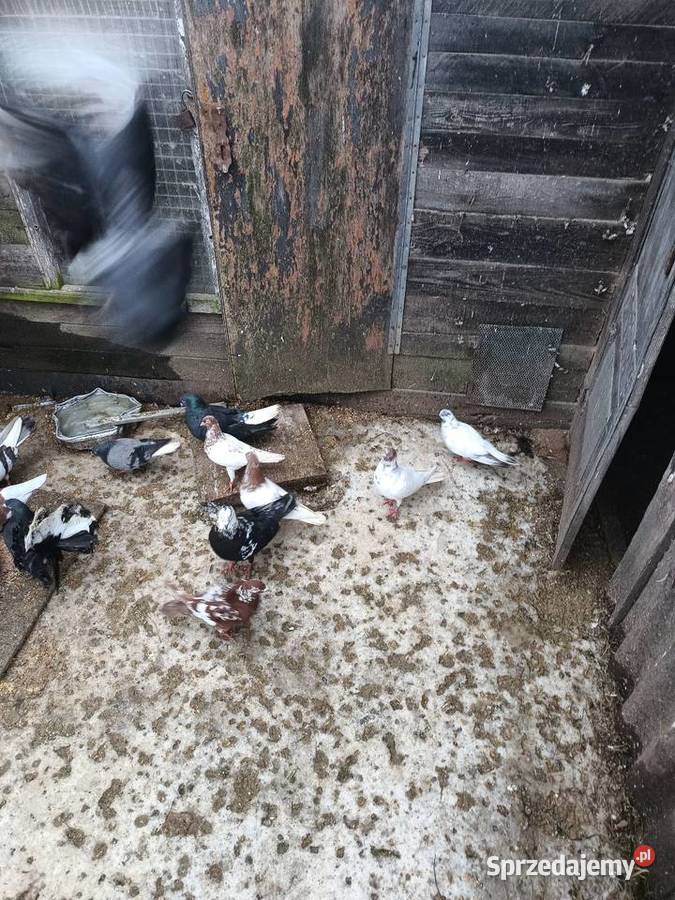 Gołębie sprzedam świętokrzyskie Ćmielów