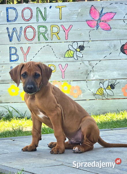 Szczenięta rhodesian ridgeback rodowodowe ZKwP Rzeszów