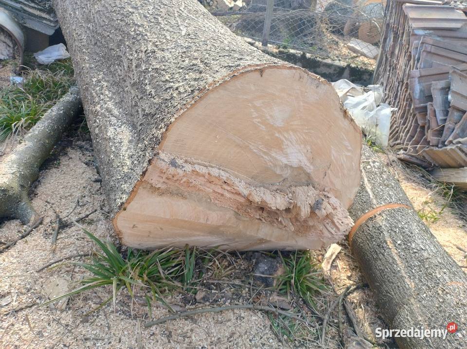 Kloc z jesiona Pozostałe