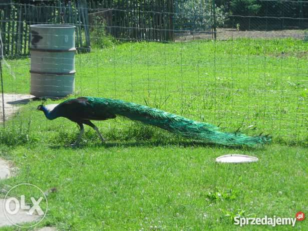 Paw Czarnoskrzydły Pozostałe małopolskie Laskówka Chorąska sprzedam