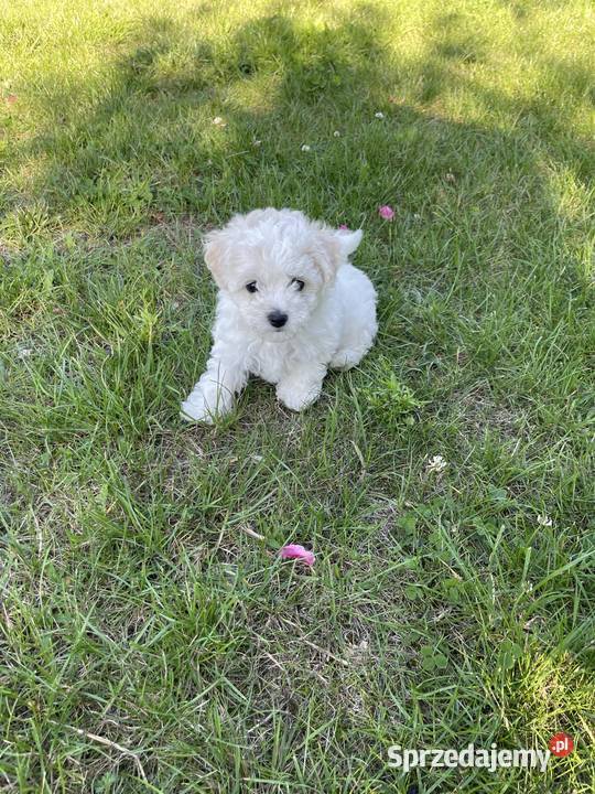 Bichon Frise łódzkie Łódź