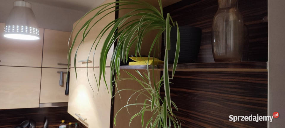 Kawalerka Mazowieckiej w Krakowie 3 piętra i więcej Kraków