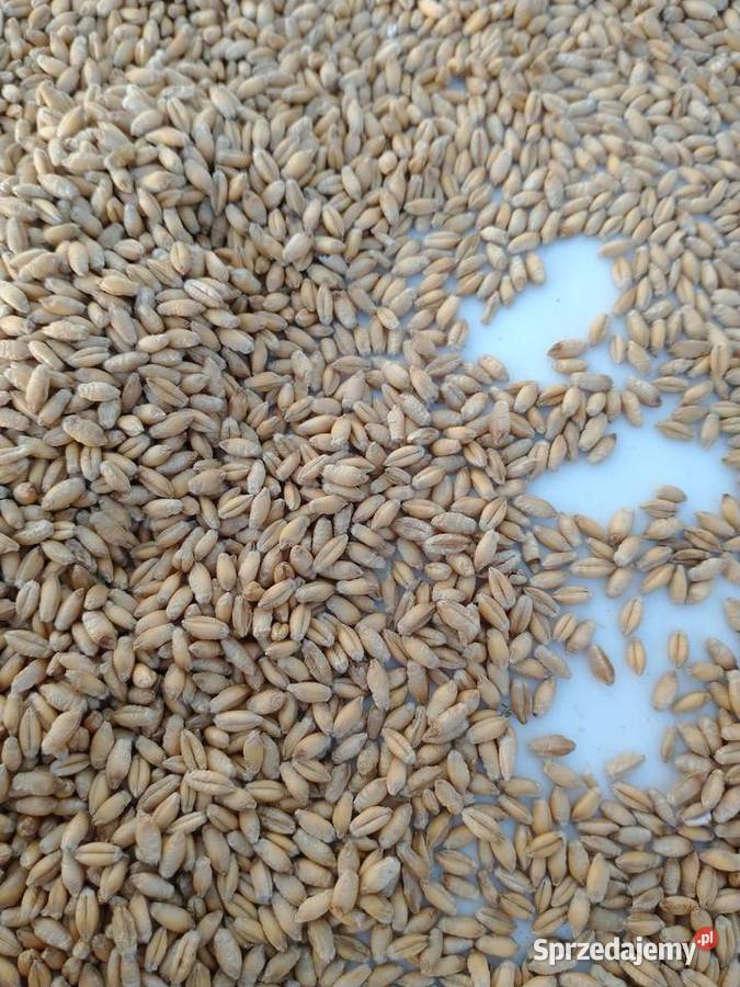 Pszenżyto CARMELO prosto centrali nasiennej lubelskie Radzyń Podlaski