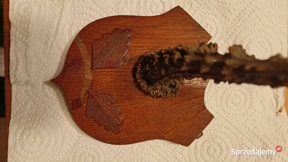 Róg koziołka sarny na desce Toruń sprzedam