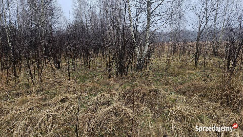 Działka Rolna Szczerców Podklucze 2769m2