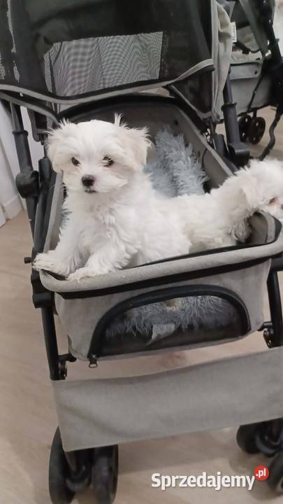 Maltańczyk Ropczyce sprzedam