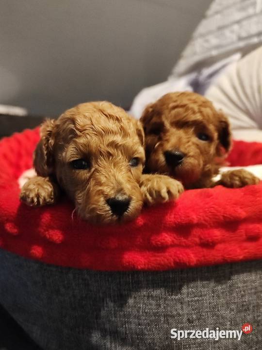 Pudelki malutkie toy 16 marca odbior Bolesławiec