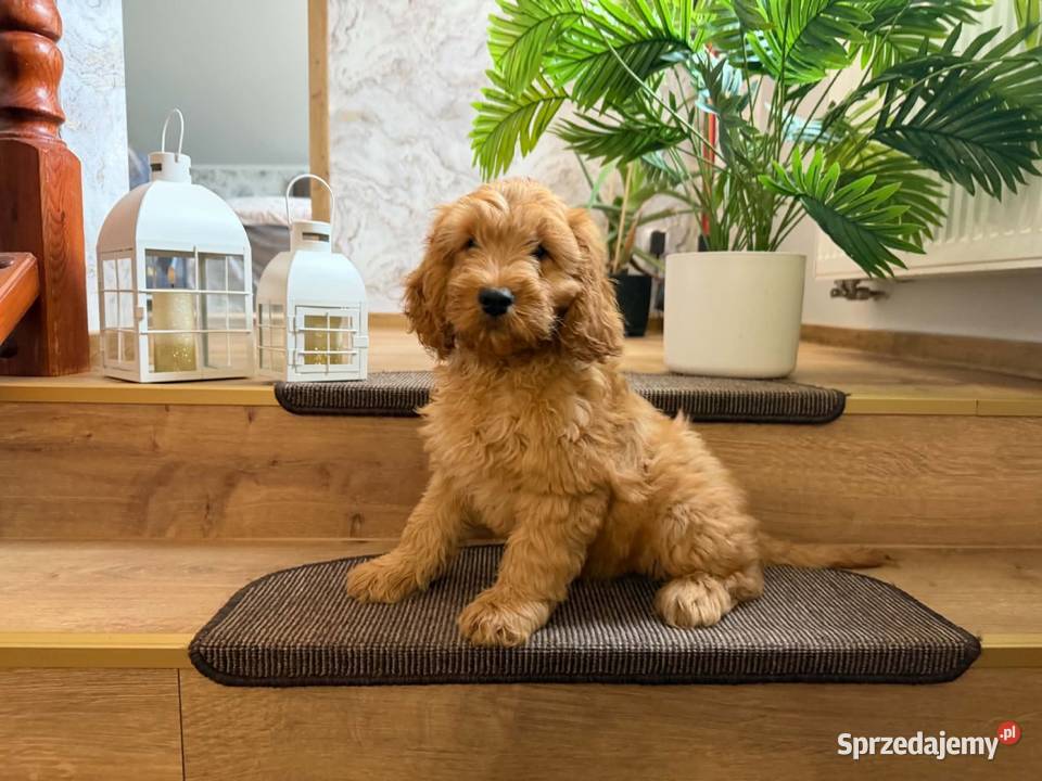 Cockapoo hybryda F1 Starogard Gdański