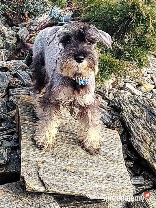 Sznaucer Miniatura rodowodowe szczenięta Radomsko