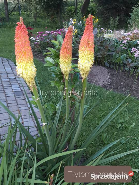 Trytoma mahonia Częstochowa