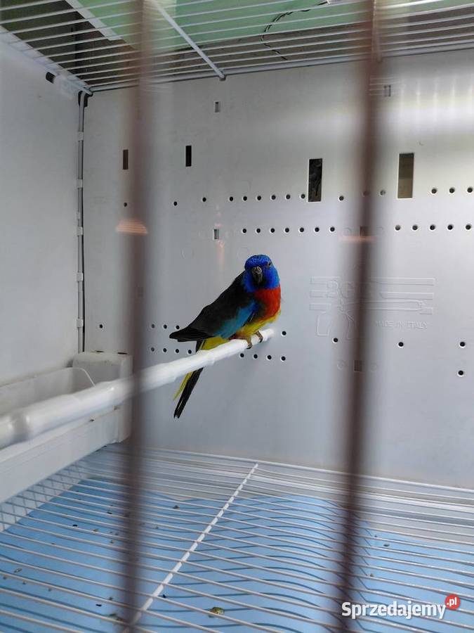 Łąkówki wspaniale wielkopolskie Kalisz