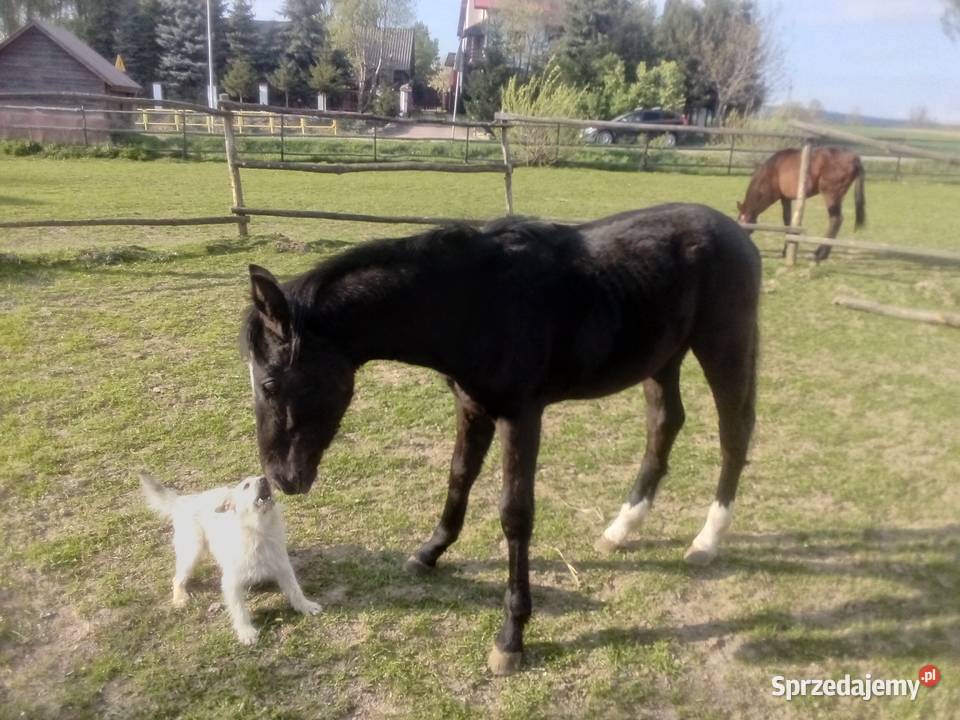 Ogier 14 miesięcy SP sprzedam