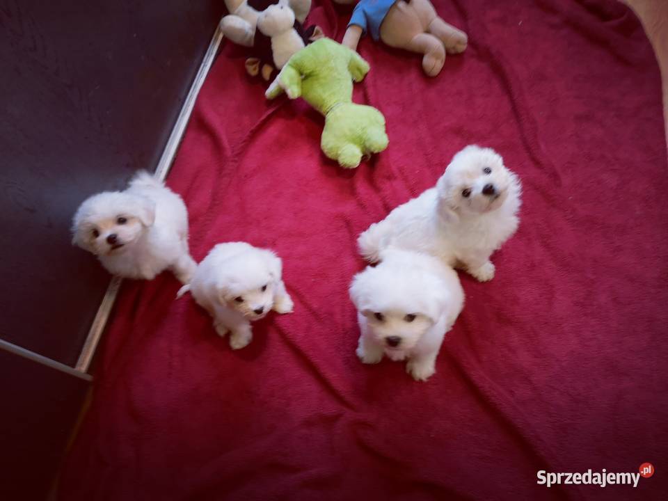 Maltanczyk Przepiękne Szczenięta ODBIÓR zachodniopomorskie Szczecinek