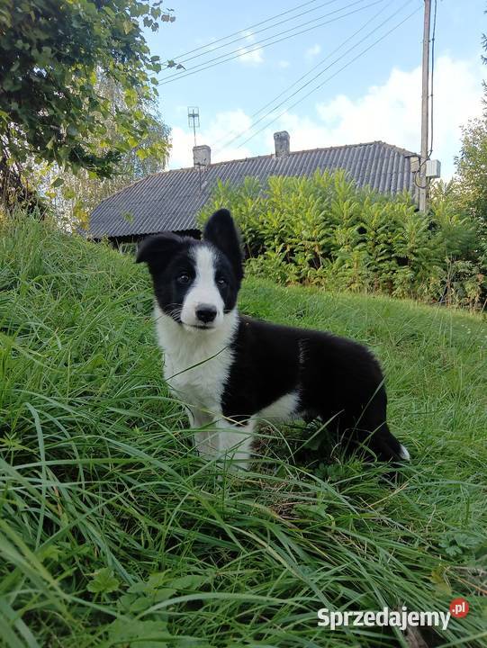 Sprzedam szczenięta border collie Pozostałe Rzeszów sprzedam