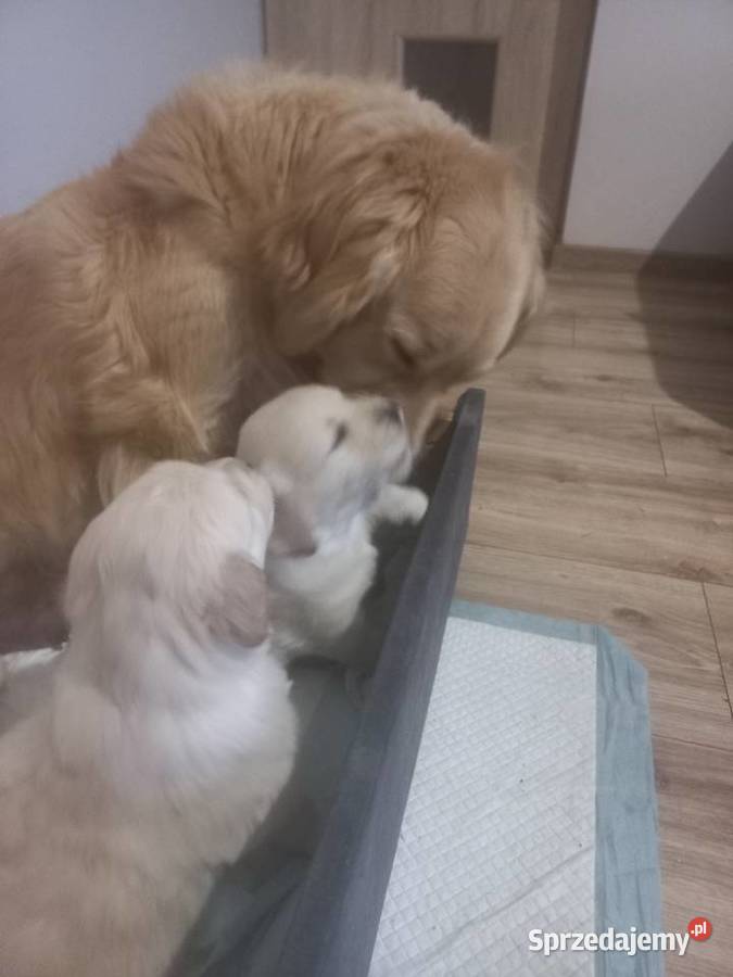 Piesek Golden Retriever Poniatowa