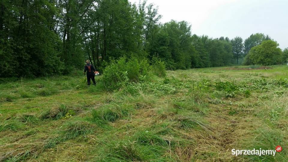 Koszenie trawy kosą spalinową wysoka trawa Karczowanie i usuwanie drzew Chełm